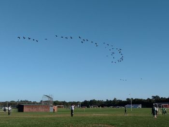 Birds flying in park against clear sky