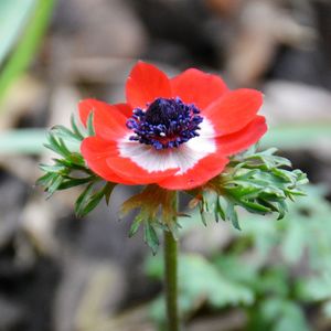 Close-up of red flower blooming outdoors