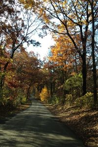 Road passing through forest