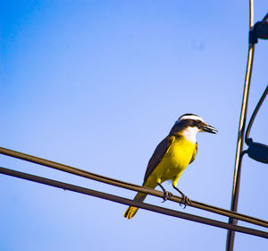 Low angle view of bird perching against clear blue sky