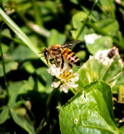 Close-up of butterfly pollinating on flower