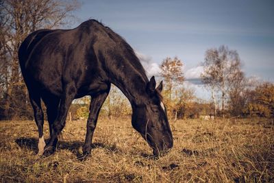 Horse grazing on field against sky