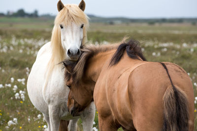 Close-up of horse on field