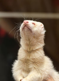 Close-up of a cat looking up