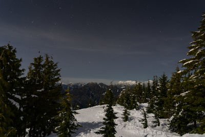 Trees on snow covered land against sky at night