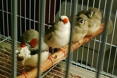 Close-up of bird in cage