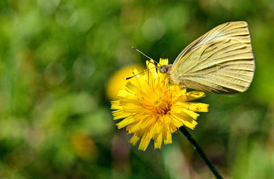 Close-up of insect on yellow flower