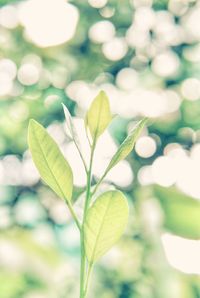 Close-up of leaves