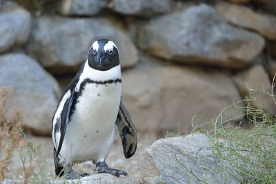 Close-up of penguin on rock