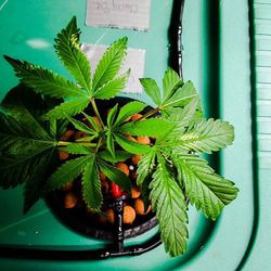 Close-up of potted plant on window sill