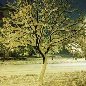 Bare tree on field