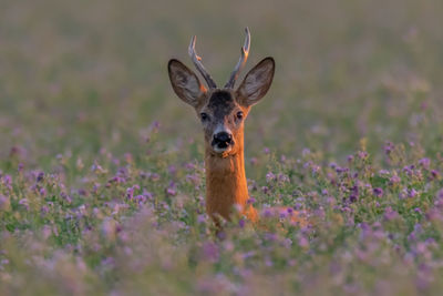 Portrait of an animal on field