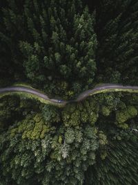 Aerial view of road in forest