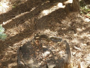 Close-up of lizard on tree