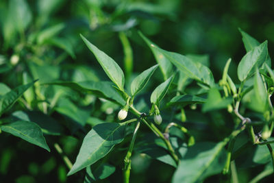 Close-up of fresh green leaves