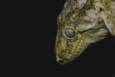 Close-up of lizard against black background