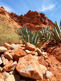 Cactus growing on rock against sky