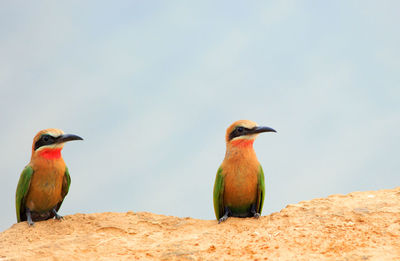 Bird perching on rock against sky