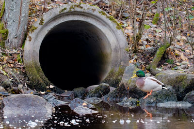 Close-up of bird in water