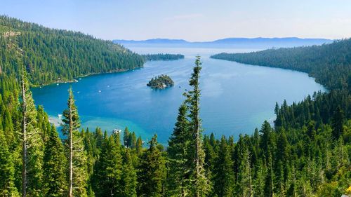 Panoramic view of pine trees in forest against sky