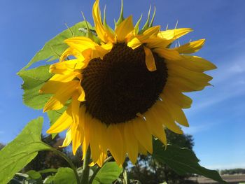 Close-up of sunflower