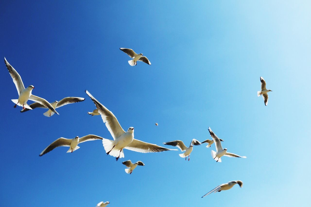 bird, flying, animal themes, animals in the wild, wildlife, low angle view, spread wings, clear sky, mid-air, seagull, flock of birds, blue, medium group of animals, zoology, sky, togetherness, motion, nature, freedom