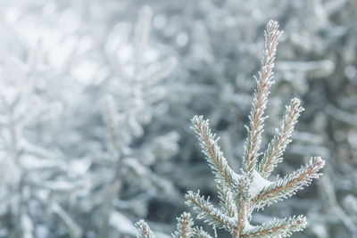 Close-up of frozen plant on field during winter