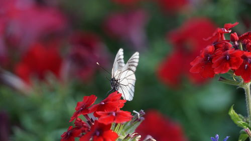 Close-up of butterfly on red flowering plant