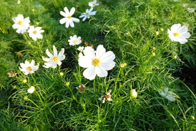 Close-up of white daisy flowers blooming in field