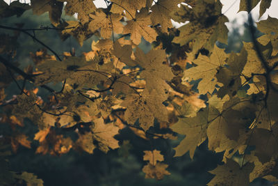 Close-up of maple leaves on tree during autumn