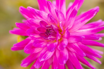 Close-up of pink dahlia