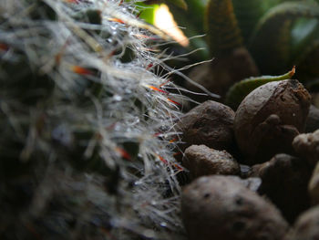 Close-up of cactus growing outdoors