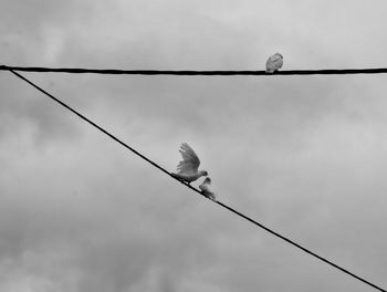 Bird perching on electricity pylon against sky