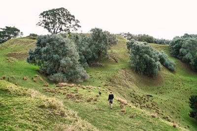 Rear view of man walking on field by trees against clear sky