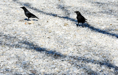 High angle view of birds perching on land