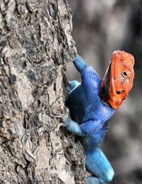 Close-up of lizard on tree trunk