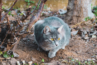 Portrait of a cat