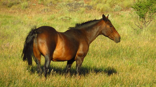 Horse standing in ranch