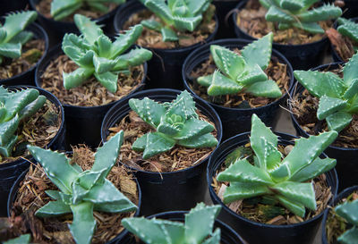 High angle view of potted plants on 
farm