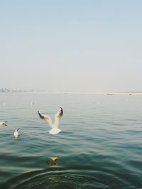 Seagulls swimming in sea against clear sky