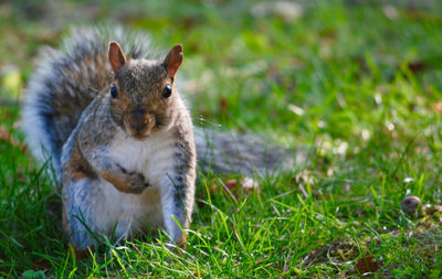 Squirrel on field