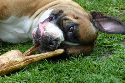 Close-up of a dog on field