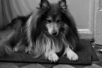 Dog sitting on doormat