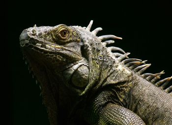 Close-up of iguana against black background