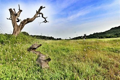 Scenic view of grassy field against sky