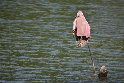 Bird perching on a lake