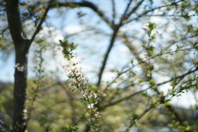 Low angle view of cherry blossoms in spring
