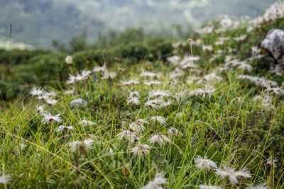 Close-up of flowering plants on land