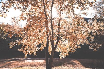 Trees by lake against sky