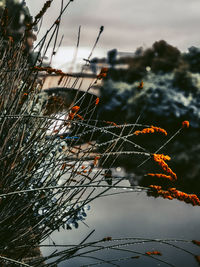 Close-up of plants against sky during winter